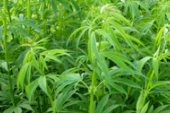 Criminal Lawyer Vancouver